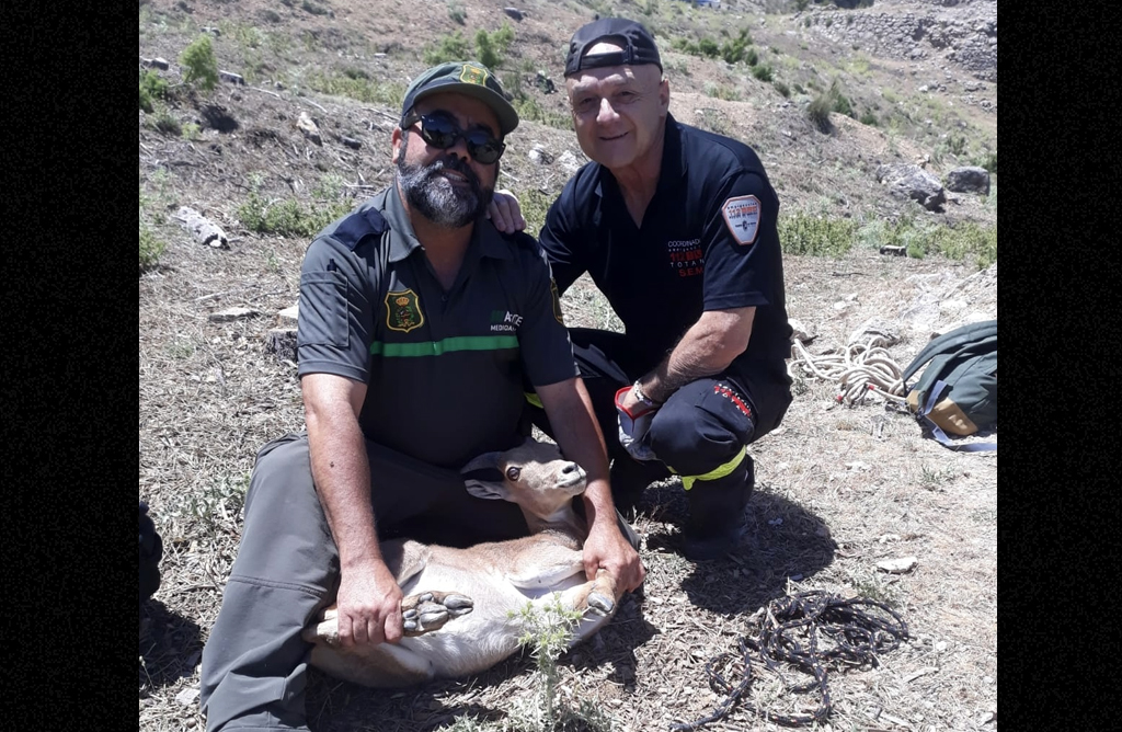 Servicios de emergencia rescatan una cría de arruí en Sierra Espuña
